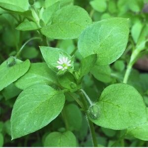 1000+ WILD & CLEAN! Chickweed~ Stellaria Media FRESH Seeds~Annual Medicinal